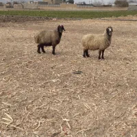 میش|حیوانات مزرعه|پاسارگاد, |دیوار