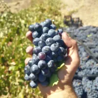 فروش انگور دیم کردستان