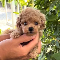 توله مینیاتور پودل ابریکات ۶۷ روزه