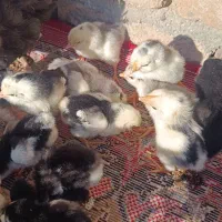 فروش جوجه گلین|حیوانات مزرعه|شیراز, عفیفآباد|دیوار