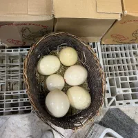 تخم شترمرغ(خوراکی)