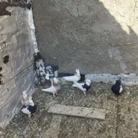 کفترا‌هم‌هوایی‌وجفتکاه‌عکس‌اول‌نمایشی‌است|پرنده|تربت‌حیدریه, دیزقند|دیوار