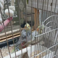 عروس هلندی سه عدد|پرنده|قم, نوبهار|دیوار