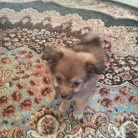 سگ ماده|سگ|خرم‌آباد, |دیوار