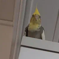 پرنده گم شده|حیوانات|قم, حاج خلیل|دیوار