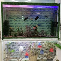 آکواریوم بزرگ با فضایی رویایی|ماهی|گنبد کاووس, |دیوار