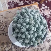 گل طبیعی|گل و گیاه طبیعی|بروجرد, |دیوار