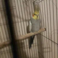 عروس هلندی مولد و مرغ عشق|پرنده|تهران, افسریه جنوبی|دیوار