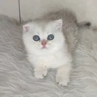 بچه گربه‌  اسکاتیش