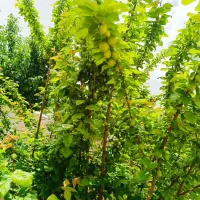 باغچه ۱۰۰۰متری|فروش خانه و ویلا|سیاخ دارنگون, |دیوار