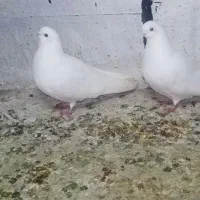 کبوتر نوک ریز سفید مهر