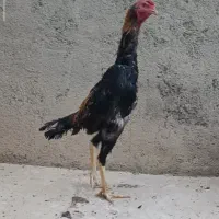 جوجه 9ماهه اوشامو پشت آتشی یک سر ماریو