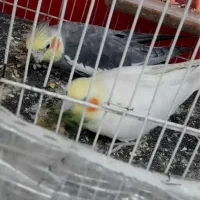 عروس هلندی