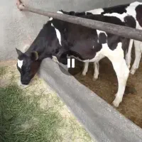 7راس گوساله نر درجه یک