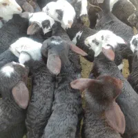 بره شیری آغوز خورده|حیوانات مزرعه|قم, ولیعصر|دیوار