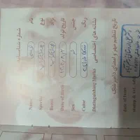 لوسی|سگ|ایوانکی, |دیوار