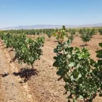 نهال های با کیفیت و اصلاح شده|خدمات باغبانی و درختکاری|تربت‌حیدریه, میدان مرکزی|دیوار