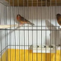 نر و ماده دارچینی درجه یک|پرنده|اصفهان, شفق|دیوار