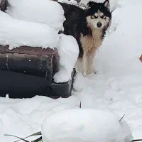 سگ هاسکی نگهبان  اصیل نر جوانن|سگ|مشهد, توس فردوسی|دیوار