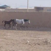 مادیان وکری|اسب و تجهیزات اسب‌سواری|خمینی‌شهر, |دیوار