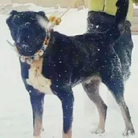 واگذاری توله سرابی