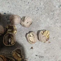 گردو محلی پر چرب