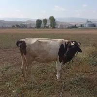 گاووگوساله|حیوانات مزرعه|نیر (اردبیل), |دیوار