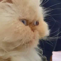 گربه پرشین ماده