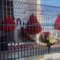 سهره خاکی بخون بیضا شیراز دهن هزار ۶ماهه|پرنده|تهران, شهید رجایی|دیوار