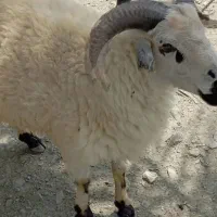منصفی