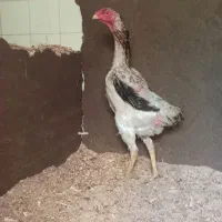 جوجه لاری|حیوانات مزرعه|رامیان, |دیوار