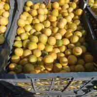 ارزانسرای میوه و تره بار بختیاری