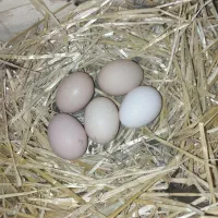 تخم مرغ محلی