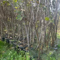 نهالستان دشت سبز