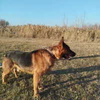 ژرمن شپرد|سگ|ماکو, |دیوار