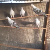 کفتر  وارداتی از افغانستان|پرنده|پاکدشت, پاکدشت (مامازند)|دیوار