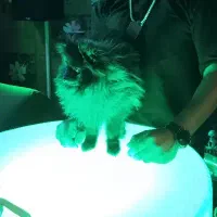 سگ پامر|سگ|اصفهان, نقش جهان|دیوار