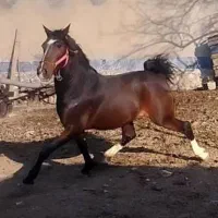 اسب کرد مدارک دار