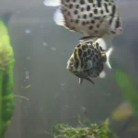 ماهی اکواریومی .گرین اسکات و پافر