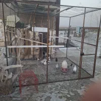 قفس|لوازم جانبی حیوانات|سیرجان, |دیوار