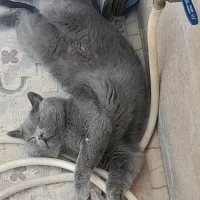 گربه بیریتیش اصیل|گربه|تهران, شمس‌آباد|دیوار