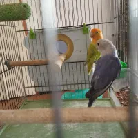 طوطی برزیلی نروماده مولد با پنج عدد تخم|پرنده|سنندج, |دیوار