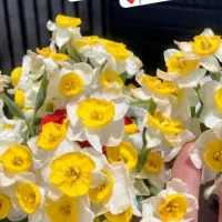 اجاره-بخشی-رستوران-جهت-کافه-و-صبحانه-تجریش