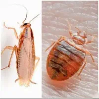 شرکت خدمات سمپاشی موریانه زدایی ۱۰۰٪تضمینی