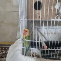 طوطی برزیلی جفت