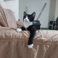 واگذاری گربه نژاد تاکسیدو