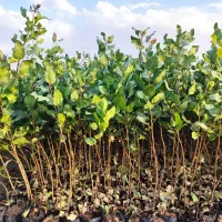 فروش نهال پسته