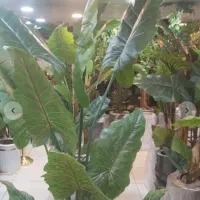 درختچه کنارسالنی به قیمت عمده باارتفاع ۲متر