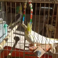 عروس هلندی جفت همراه تخم|پرنده|مهاباد (آذربایجان غربی), |دیوار