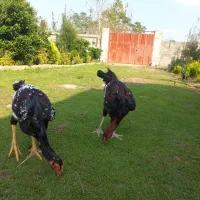 حیواناتمزرعه|حیوانات مزرعه|رشت, آتشگاه|دیوار